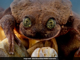 Romeo, Last Known Frog Of A Kind, Found Juliet. Did It Save The Species? Romeo, Last Known Frog Of A Kind, Found Juliet. Did It Save The Species?