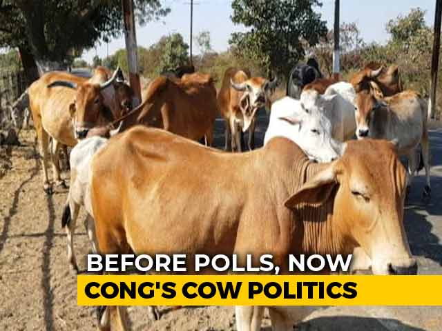 Kamal Nath To Open 1,000 Cow Shelters Across Madhya Pradesh In 4 Months