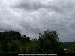 Viral Video Of Spiders 'Raining' From Sky Will Give You Nightmares Viral Video Of Spiders 'Raining' From Sky Will Give You Nightmares