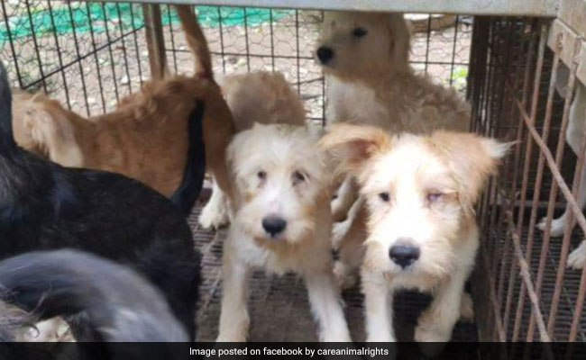 Top South Korean Animal Rights Group Accused Of Mass Killing Of Dogs