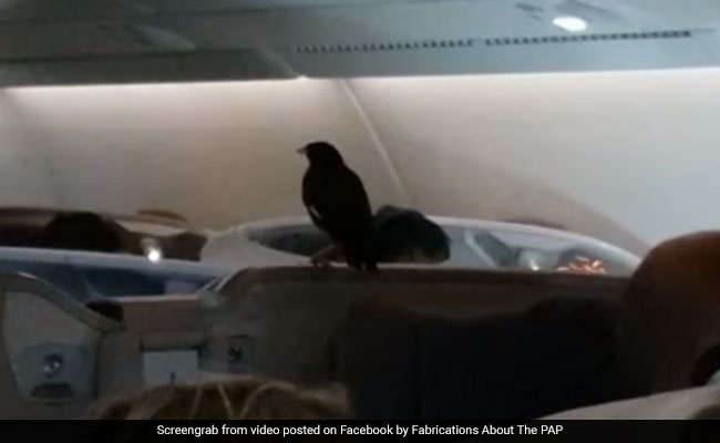 Watch: Mynah Bird Found Aboard London-Bound Singapore Airlines Flight