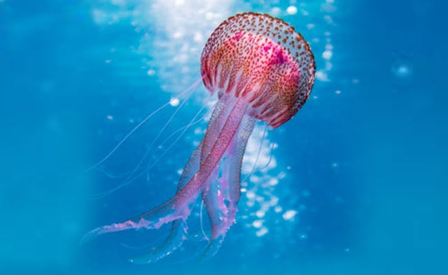 13,000 Jellyfish Stings Prompt Australian Officials To Declare "Epidemic"