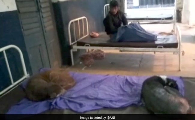 Dogs Sleep On Hospital Beds In Bihar, Patients Complain