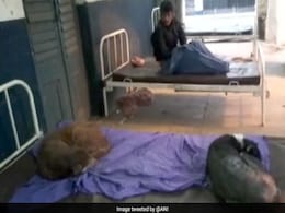 Dogs Sleep On Hospital Beds In Bihar, Patients Complain Dogs Sleep On Hospital Beds In Bihar, Patients Complain