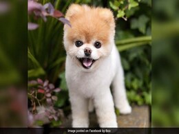नींद में ही हुई 'दुनिया के सबसे क्यूट' कुत्ते की मौत, फेसबुक पर हैं 16 लाख फॉलोअर्स नींद में ही हुई 'दुनिया के सबसे क्यूट' कुत्ते की मौत, फेसबुक पर हैं 16 लाख फॉलोअर्स
