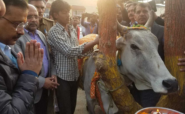 अब गाय पर बीजेपी को घेरेंगे केजरीवाल, करेंगे गौशालाओं का दौरा