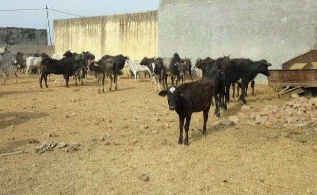 1.5 Crore Cattle Vaccinated In UP In 2 Months Against Lumpy Skin Disease