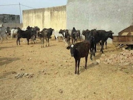 यूपी के सीतापुर से ग्राउंड रिपोर्ट : आवारा मवेशियों से परेशान किसान, क्या यह चुनावी मुद्दा है? यूपी के सीतापुर से ग्राउंड रिपोर्ट : आवारा मवेशियों से परेशान किसान, क्या यह चुनावी मुद्दा है?