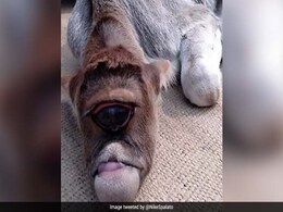 VIRAL VIDEO: एक आंख वाली गाय को भगवान मान बैठे लोग...कर रहे हैं कुछ ऐसा VIRAL VIDEO: एक आंख वाली गाय को भगवान मान बैठे लोग...कर रहे हैं कुछ ऐसा