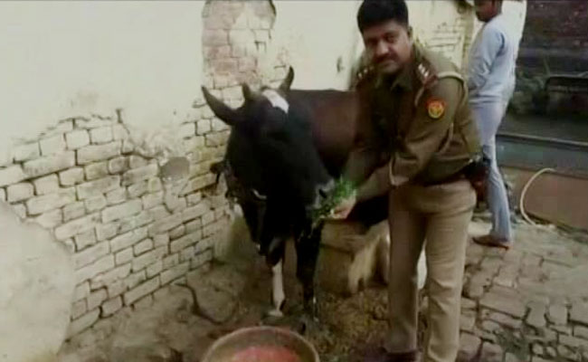 "Cow Cess" Is Yogi Government's Idea To Tackle Stray Cattle In UP