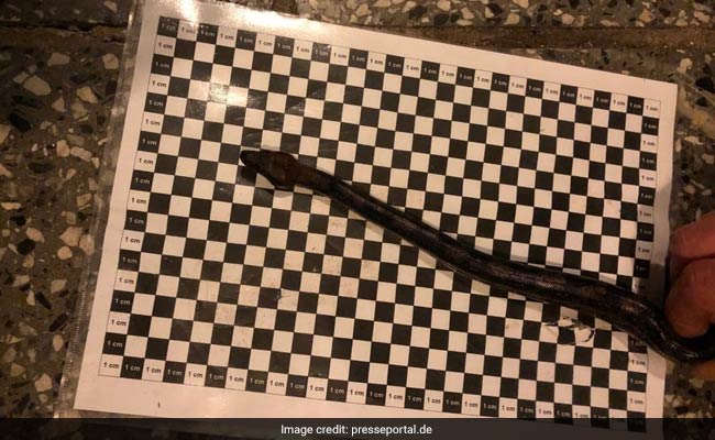 Man Tries To Sneak Boa Constrictor Onto Plane... By Hiding It In His Pants