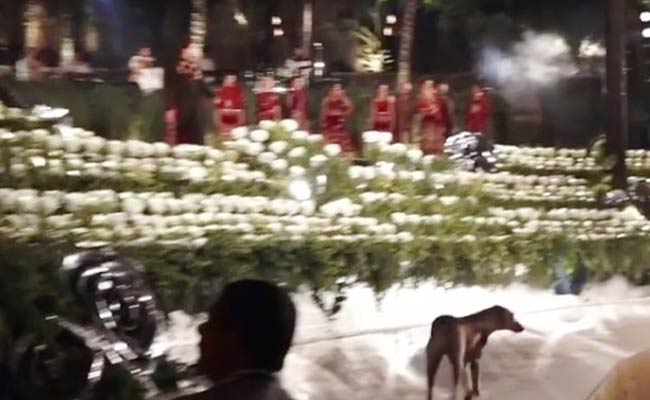 रैंप वॉक कर रहा था ये बॉलीवुड एक्टर, तभी डॉगी ने मारी एंट्री और ले गया सारी लाइमलाइट- देखें Video