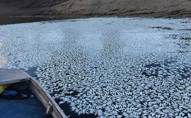 Sea Of White: "Hundreds Of Thousands" Of Fish Dead In Australia