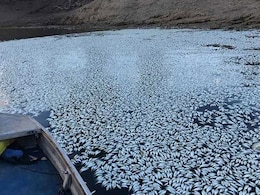 Sea Of White: "Hundreds Of Thousands" Of Fish Dead In Australia Sea Of White: "Hundreds Of Thousands" Of Fish Dead In Australia