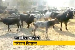 उत्तर प्रदेश: सरकारी स्कूल में बंद कीं गायें उत्तर प्रदेश: सरकारी स्कूल में बंद कीं गायें