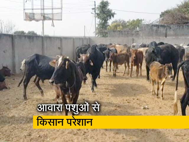 परेशान किसानों ने आवारा पशुओं को प्रधान के घर में किया बंद