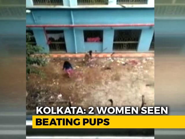 16 Dead Pups Found At Kolkata Hospital, Gruesome Video Surfaces Later