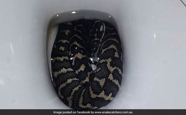 "I Jumped Up," Says Woman Bitten By Snake Hiding In Toilet