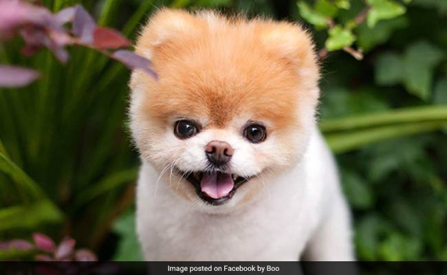 World's Cutest Dog Dies. "Broken Heart" Likely Reason, Say Owners