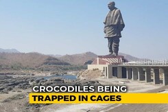 Crocodiles Near Statue Of Unity To Be Relocated For Tourist Safety Crocodiles Near Statue Of Unity To Be Relocated For Tourist Safety