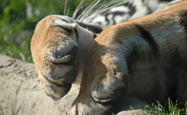 Tiger Poached, Carcass Buried. A Sensational Claim Follows 23 Days Later