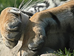 Radio-Collared Tiger Poisoned To Death In Madhya Pradesh, 5 Arrested: Cops