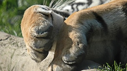 Tigress Hit By Train Near UP's Dudhwa National Park, Dies