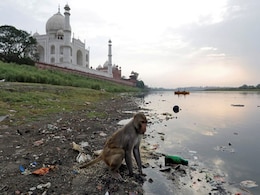 Police At Taj Mahal Take Aim At Troops Of Monkeys With Slingshots Police At Taj Mahal Take Aim At Troops Of Monkeys With Slingshots