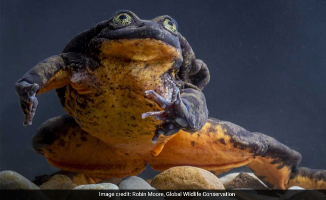 World's Loneliest Frog, Romeo, Finds A Date In Juliet