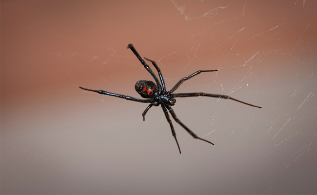 Police Called On Man Issuing Death Threats To A Spider