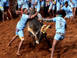 Nearly 1,000 Bulls To Participate In <i>Jallikattu</i> In Coimbatore On February 21: Report Nearly 1,000 Bulls To Participate In <i>Jallikattu</i> In Coimbatore On February 21: Report