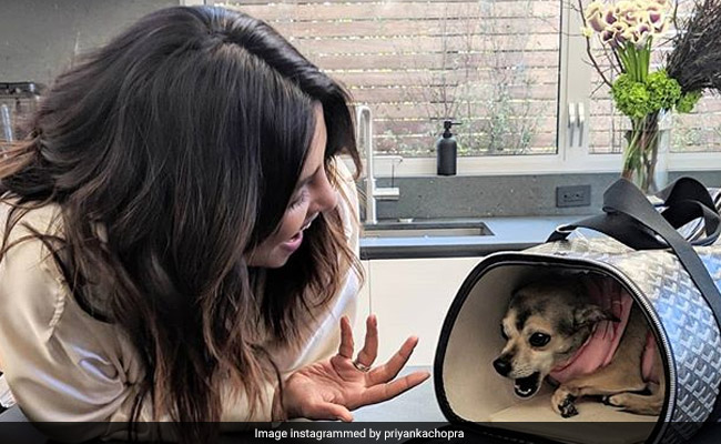 प्रियंका चोपड़ा के 'डायना' को मिला नया घर, बार-बार बुलाने पर नहीं चाहती निकलना- देखें Pics