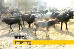 आवारा पशुओं के खेत चरने से किसान परेशान, CM योगी ने दिए निर्देश आवारा पशुओं के खेत चरने से किसान परेशान, CM योगी ने दिए निर्देश