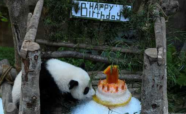 Panda Celebrates First Birthday In Malaysian Zoo With An Ice Cake