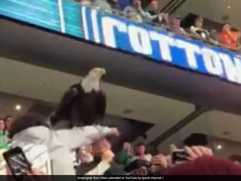 Eagle Steals The Show By Landing On Fans During College Football Match