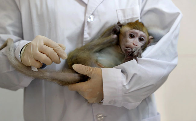 China Clones Five Gene-Edited Monkeys For Sleep Disorder Research