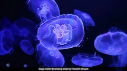 Tourists Demand Cleanup After Dead Jellyfish Wash Ashore At Odisha Beach