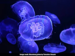 Tourists Demand Cleanup After Dead Jellyfish Wash Ashore At Odisha Beach