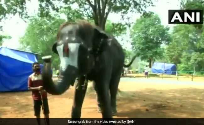 Watch: Elephant Plays Mouth Organ At Camp In Tamil Nadu