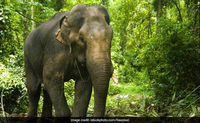 पलामू से चोरी हुई हथिनी बिहार से बरामद, छपरा में हुआ था सौदा!