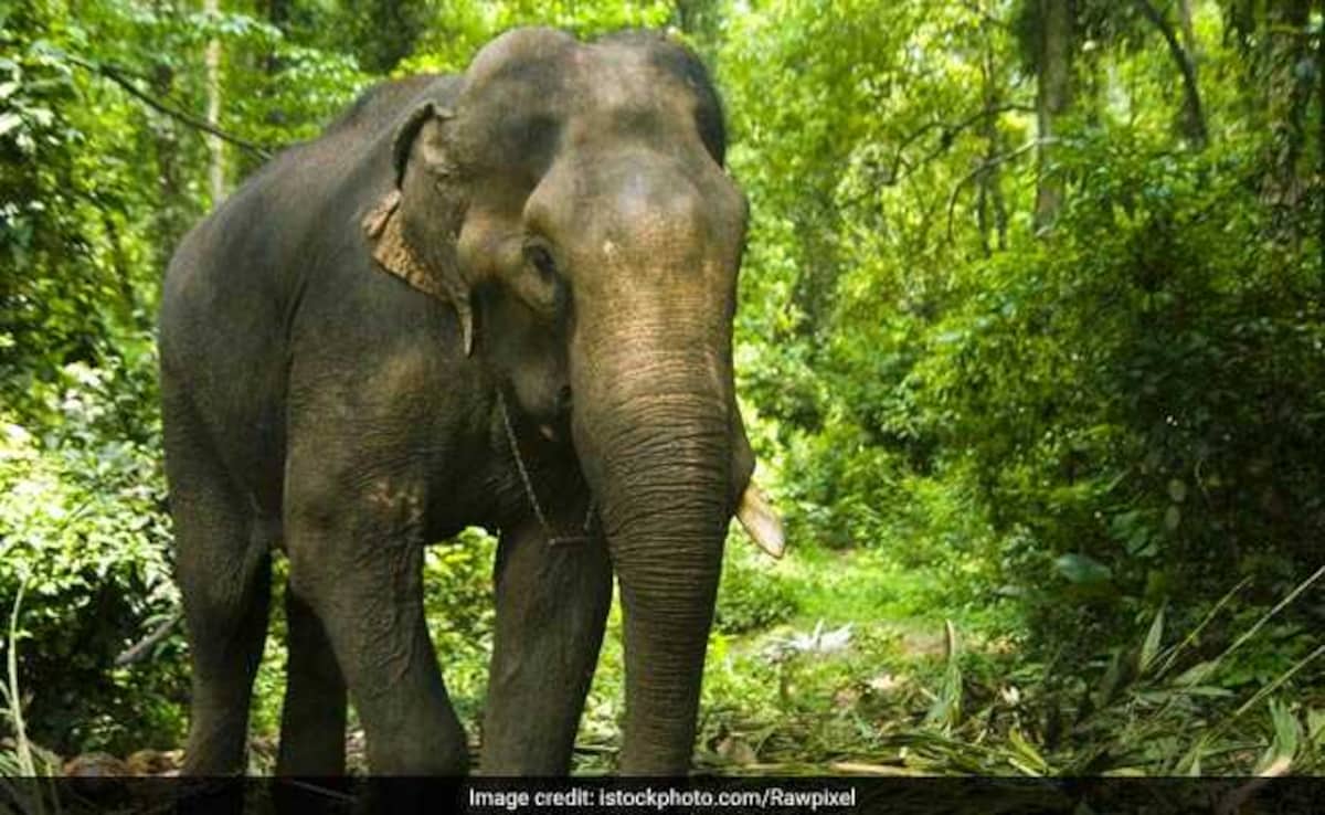 Elephant Tusks Worth Rs 2 Crore Stolen From Military Camp After DJ Party