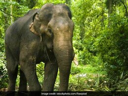 Elephant Tusks Worth Rs 2 Crore Stolen From Military Camp After DJ Party