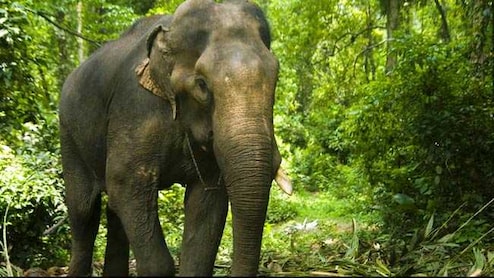Elephant Tusks Worth Rs 2 Crore Stolen From Military Camp After DJ Party