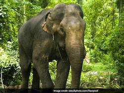 Rs 40-Lakh Elephant Stolen In Jharkhand, Sold For Rs 27 Lakh In Bihar