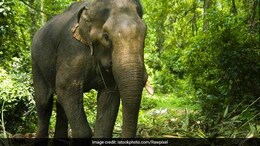 Wild Elephant Tramples Forest Official, 52, To Death In Kerala