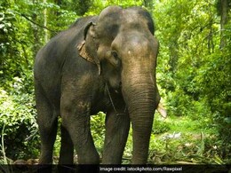 उदयपुर की 72 वर्षीय हथनी रामू ने ली अंतिम सांस,  क्रोनिक फुट रोट बीमारी से हारी जिंदगी की जंग