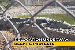 On Relocating 300 Crocodiles From Statue Of Unity, A Warning From Activists On Relocating 300 Crocodiles From Statue Of Unity, A Warning From Activists