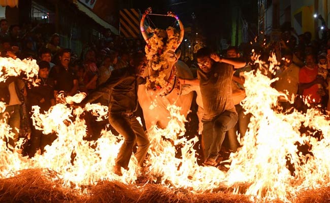 Cows Walk On Fire During Makar Sankranti Celebrations In Bengaluru