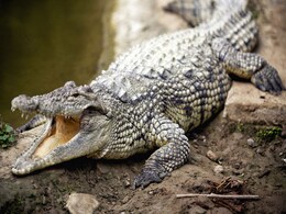 छत्तीसगढ़ में बनने जा रहा है मगरमच्छ का मंदिर, जानिए क्या है माजरा छत्तीसगढ़ में बनने जा रहा है मगरमच्छ का मंदिर, जानिए क्या है माजरा