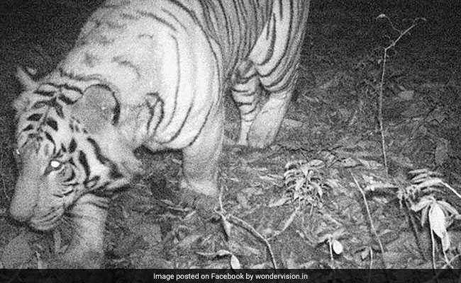 In A First, Royal Bengal Tiger Caught On Camera In Sikkim